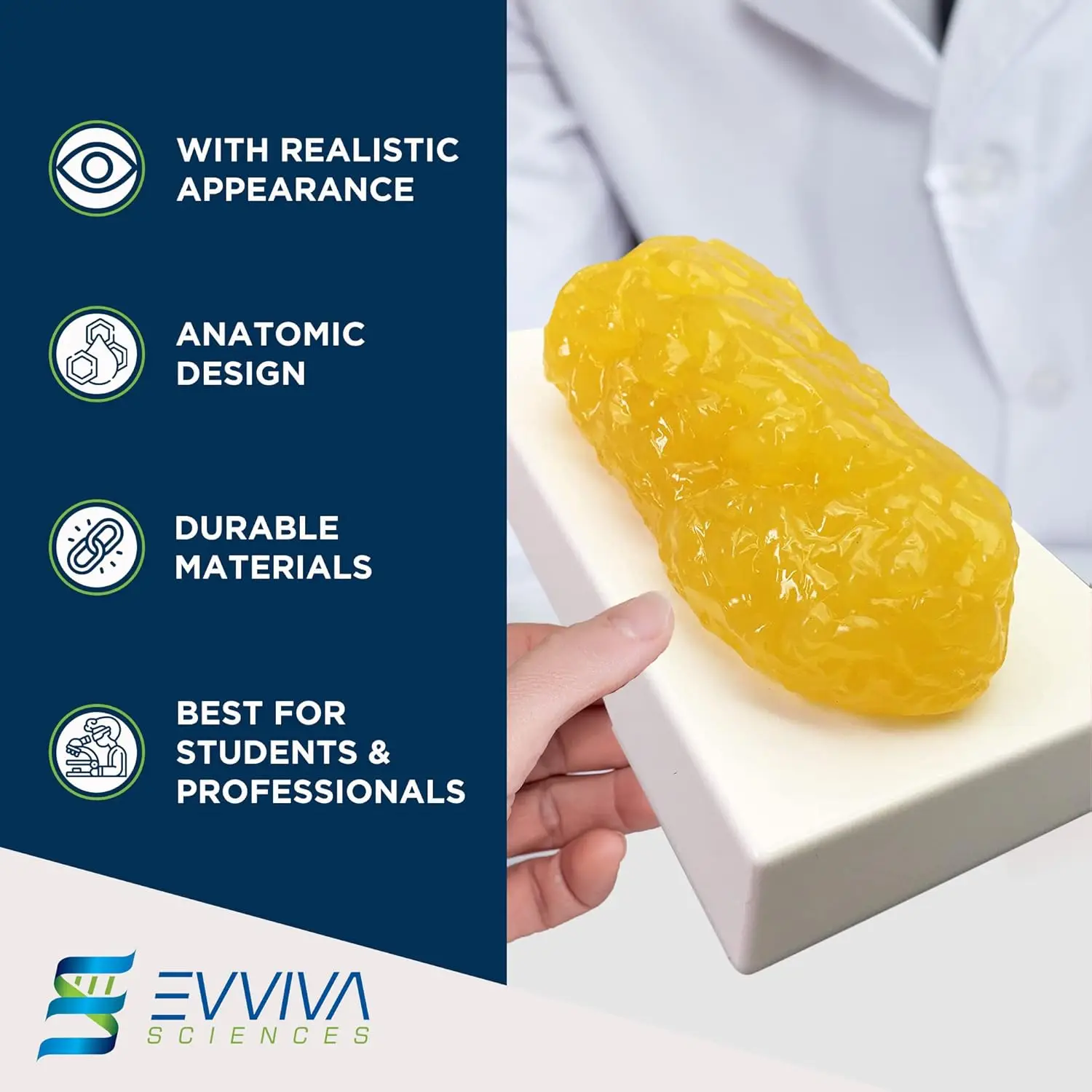 نماذج مقلدة للعضلات والدهون ال - مراجعة Nutrition Of Fitness وسعره